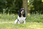 Basset Hound