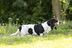 Basset Hound