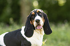 Basset Hound