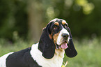 Basset Hound