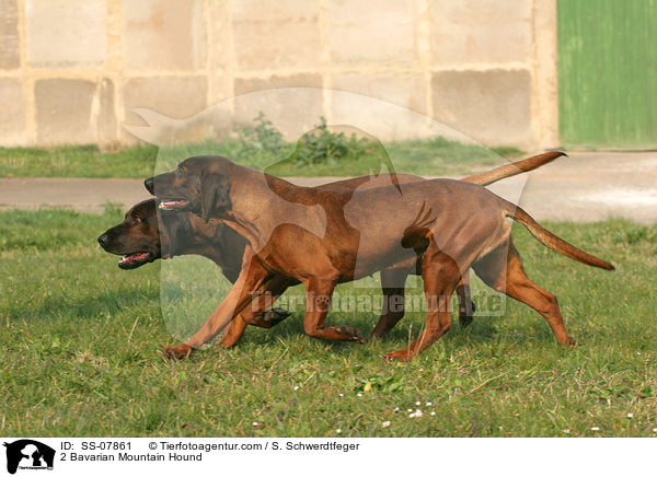 2 Bayerischer Gebirgsschweihunde / 2 Bavarian Mountain Hound / SS-07861