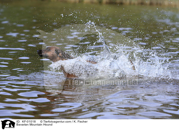 Bayerischer Gebirgsschweihund / Bavarian Mountain Hound / KF-01018