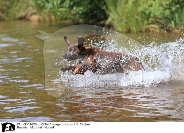Bayerischer Gebirgsschweihund / Bavarian Mountain Hound / KF-01020