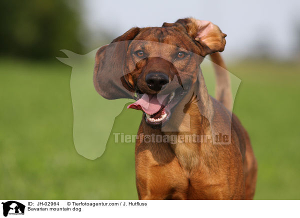 Bavarian mountain dog / JH-02964