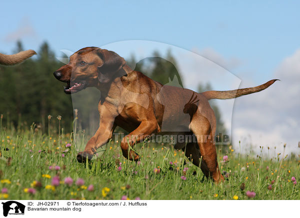 Bayerischer Gebirgsschweihund / Bavarian mountain dog / JH-02971