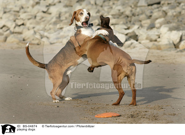 playing dogs / BS-04874