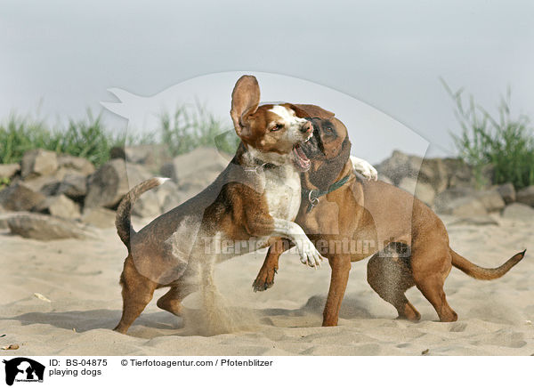 playing dogs / BS-04875