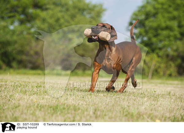 spielender Bayerischer Gebirgsschweisshund / playing hound / SST-10289