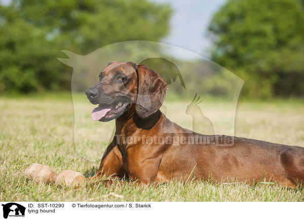 liegender Bayerischer Gebirgsschweisshund / lying hound / SST-10290