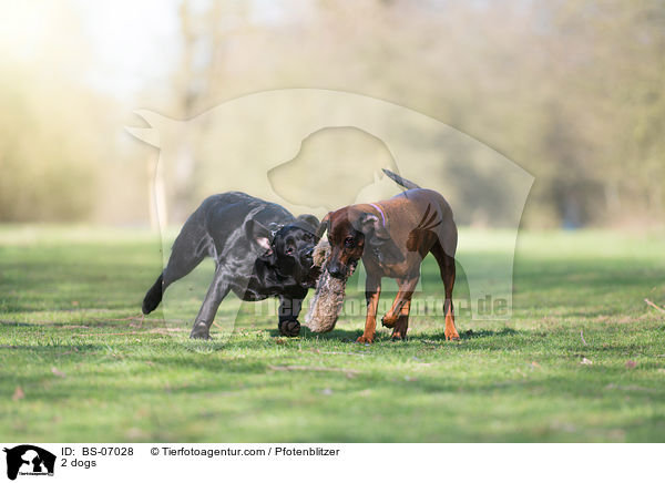 2 dogs / BS-07028