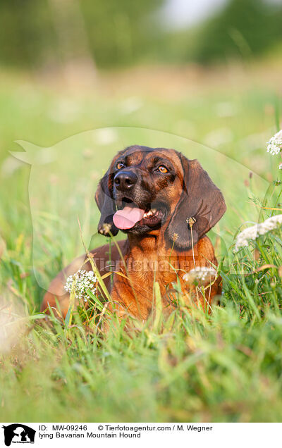 lying Bavarian Mountain Hound / MW-09246