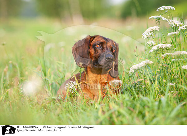 lying Bavarian Mountain Hound / MW-09247