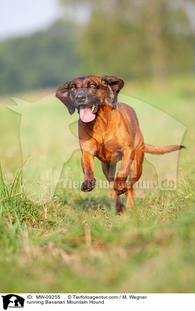rennender Bayerischer Gebirgsschweihund / running Bavarian Mountain Hound / MW-09255