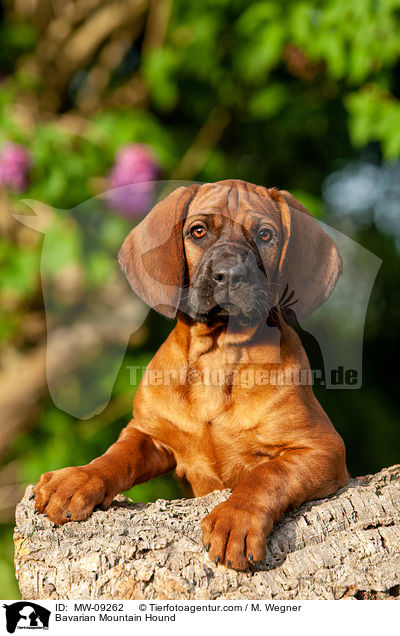 Bavarian Mountain Hound / MW-09262