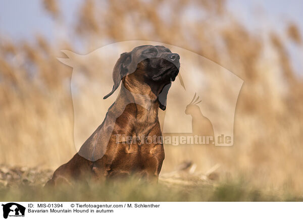 Bavarian Mountain Hound in autumn / MIS-01394