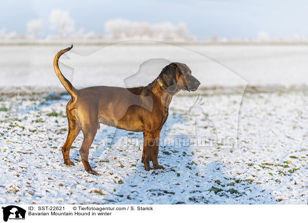 Bayerischer Gebirgsschweihund im Winter / Bavarian Mountain Hound in winter / SST-22621