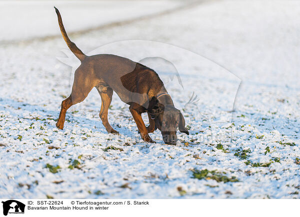 Bavarian Mountain Hound in winter / SST-22624