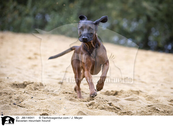 Bayerischer Gebirgsschweihund / Bavarian mountain hound / JM-14641