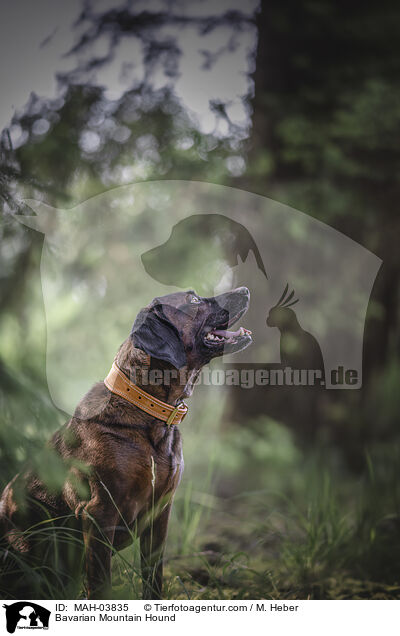 Bayerischer Gebirgsschweihund / Bavarian Mountain Hound / MAH-03835