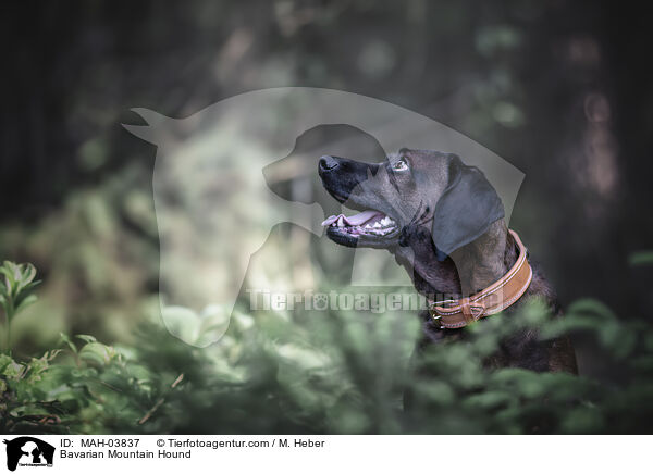 Bavarian Mountain Hound / MAH-03837