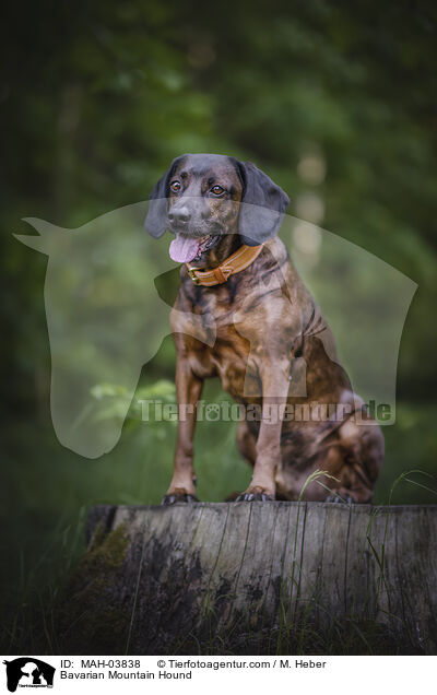 Bayerischer Gebirgsschweihund / Bavarian Mountain Hound / MAH-03838
