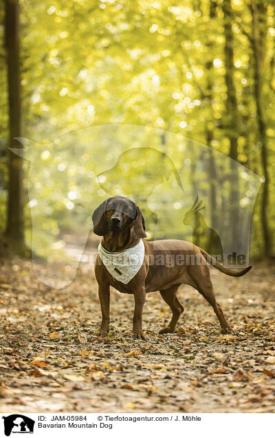 Bavarian Mountain Dog / JAM-05984