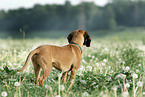 hound