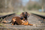 lying Bavarian Mountain Dog