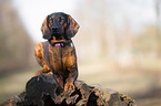 lying Bavarian Mountain Dog