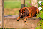 lying Bavarian Mountain Hound