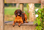 Bavarian Mountain Hound