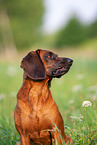 Bavarian Mountain Hound