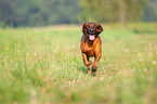 running Bavarian Mountain Hound