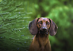 Bavarian Mountain Hound portrait