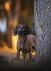 standing Bavarian Mountain Hound
