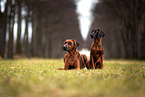 2 dogs