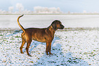 Bavarian Mountain Hound in winter