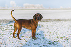 Bavarian Mountain Hound in winter