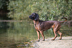 Bavarian mountain hound