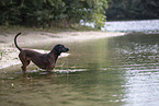 Bavarian mountain hound