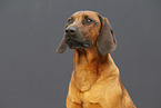 Bavarian mountain hound