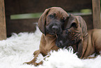 Bavarian mountain hound