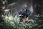Bavarian Mountain Hound