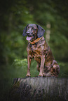 Bavarian Mountain Hound