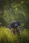 Bavarian Mountain Hound