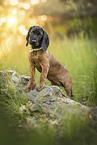 Bavarian Mountain Dog