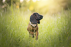 Bavarian Mountain Dog