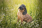 Bavarian Mountain Dog