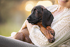 Bavarian Mountain Dog