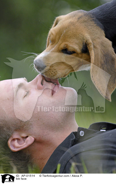Welpe leckt Gesicht ab / lick face / AP-01514